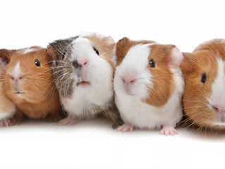 Guinea Pigs Make Great Pets