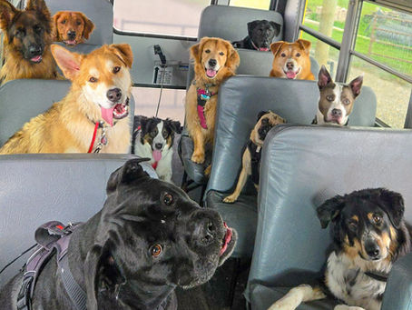 We're Hiring: Dog Bus Driver / Pack Leader in South Calgary