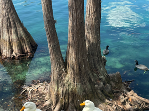 🌿 The Perfect Healthy Weekend in Orlando: My Favorite Spots for Movement, Nourishment, and Reset
