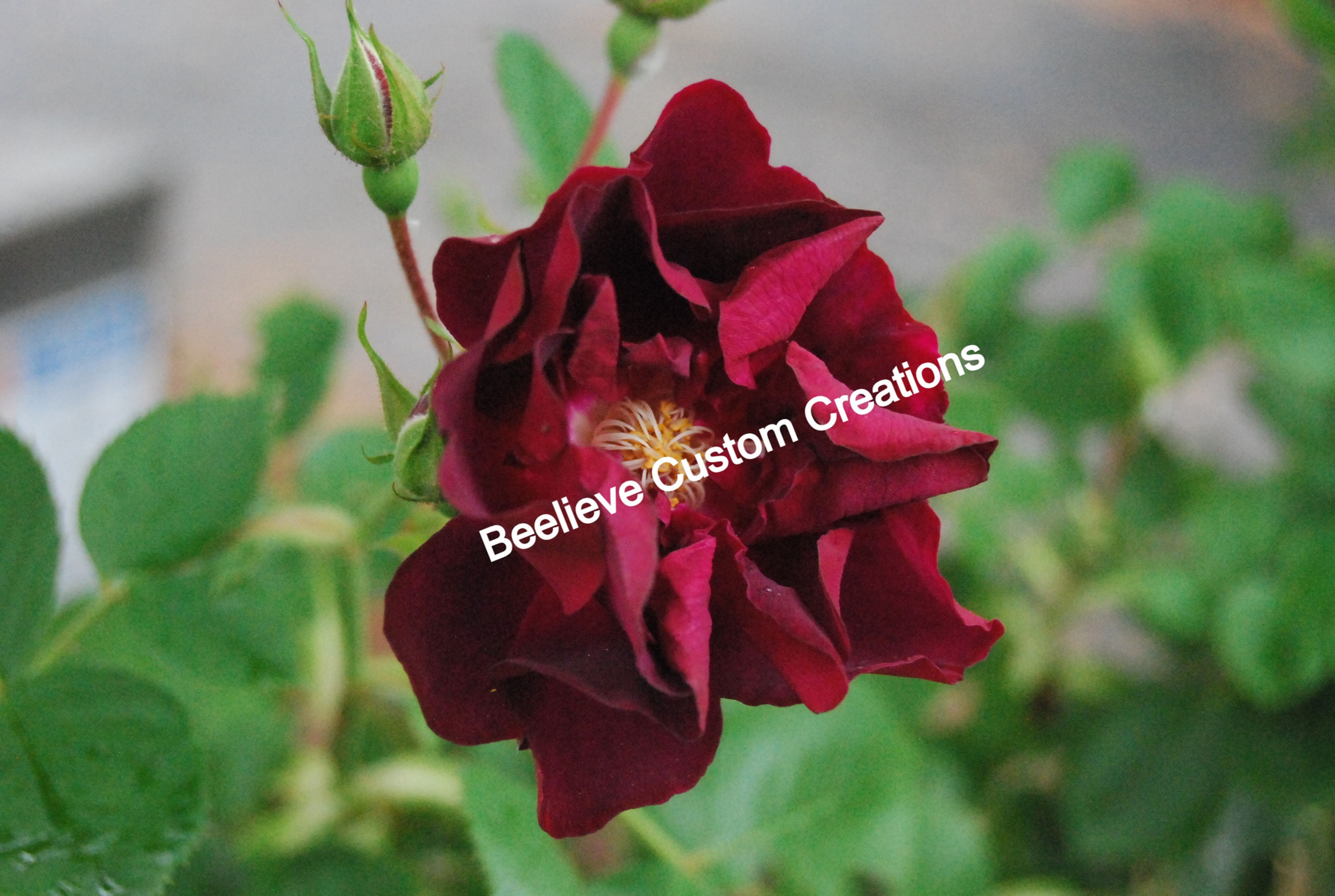Photo - Beautiful Bloomed Open Rose
