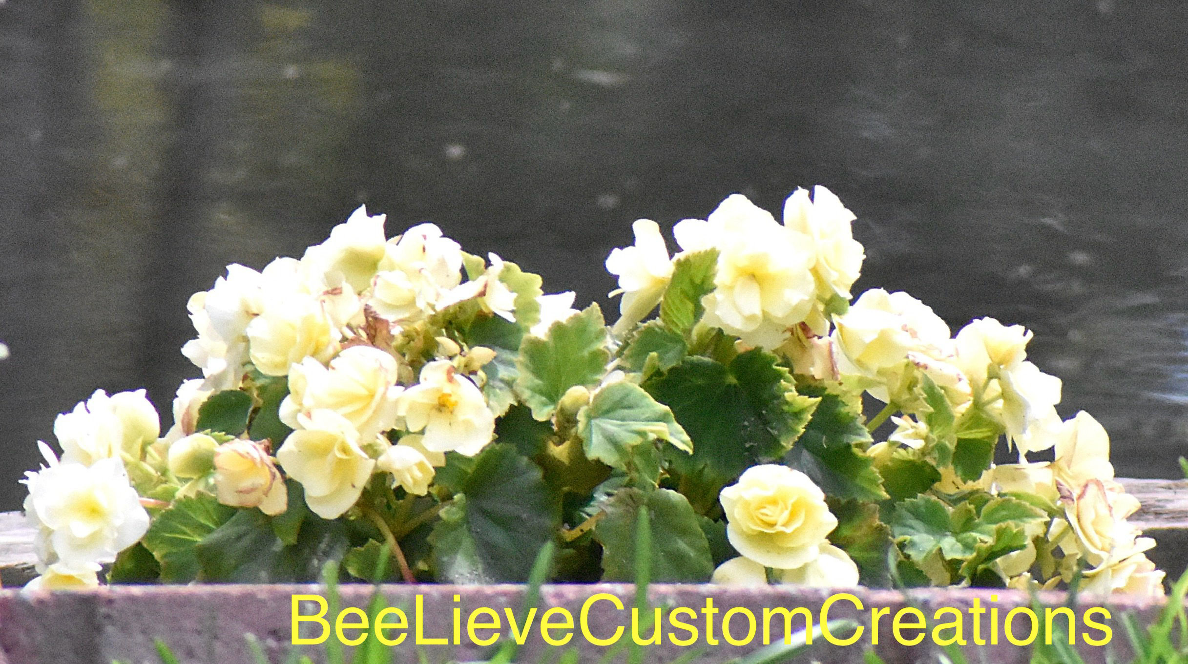 Photo - Yellow Flowers