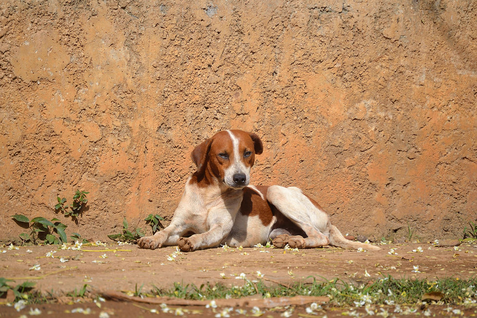 Indian pariah dog breed