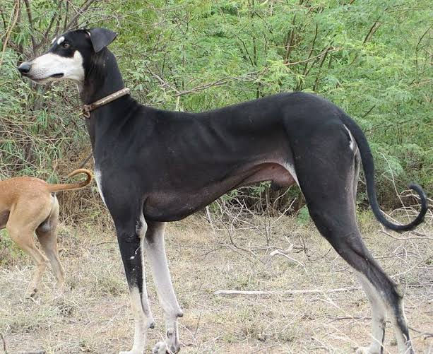 Chippiparai Indian Dog breed