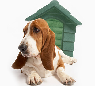 Dog Near Doghouse_edited.jpg