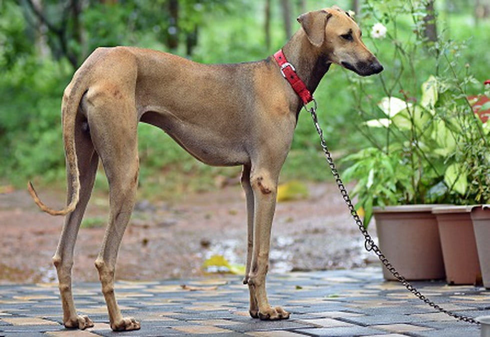 kanni Indian dog breed