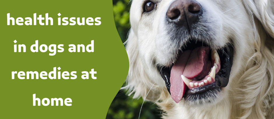 Common health issues in pets and Home Remedies