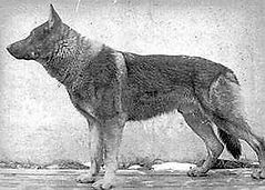 KAZAN z PS - Perro Lobo Checoslovaco