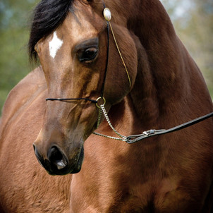 MP Amazing Grace