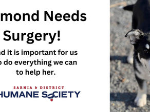 Dashing Diamond Needs Help!