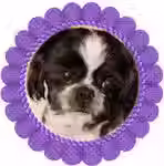 Angus