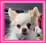 Chassie