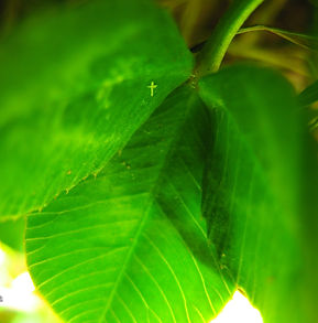 macro clover