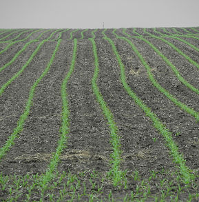 rows of corn