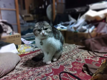 飼い主様の入院で🐈🐈