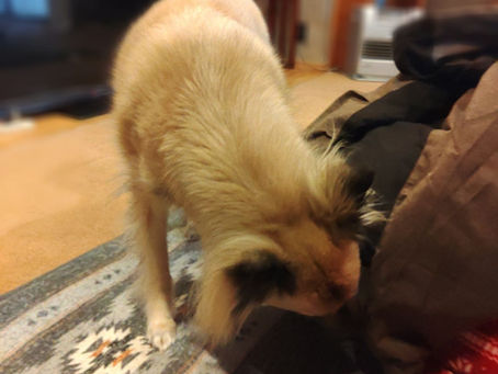 元野犬さんが一番に接して🐕🐈