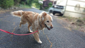お散歩は順番に🐕🐕🐈