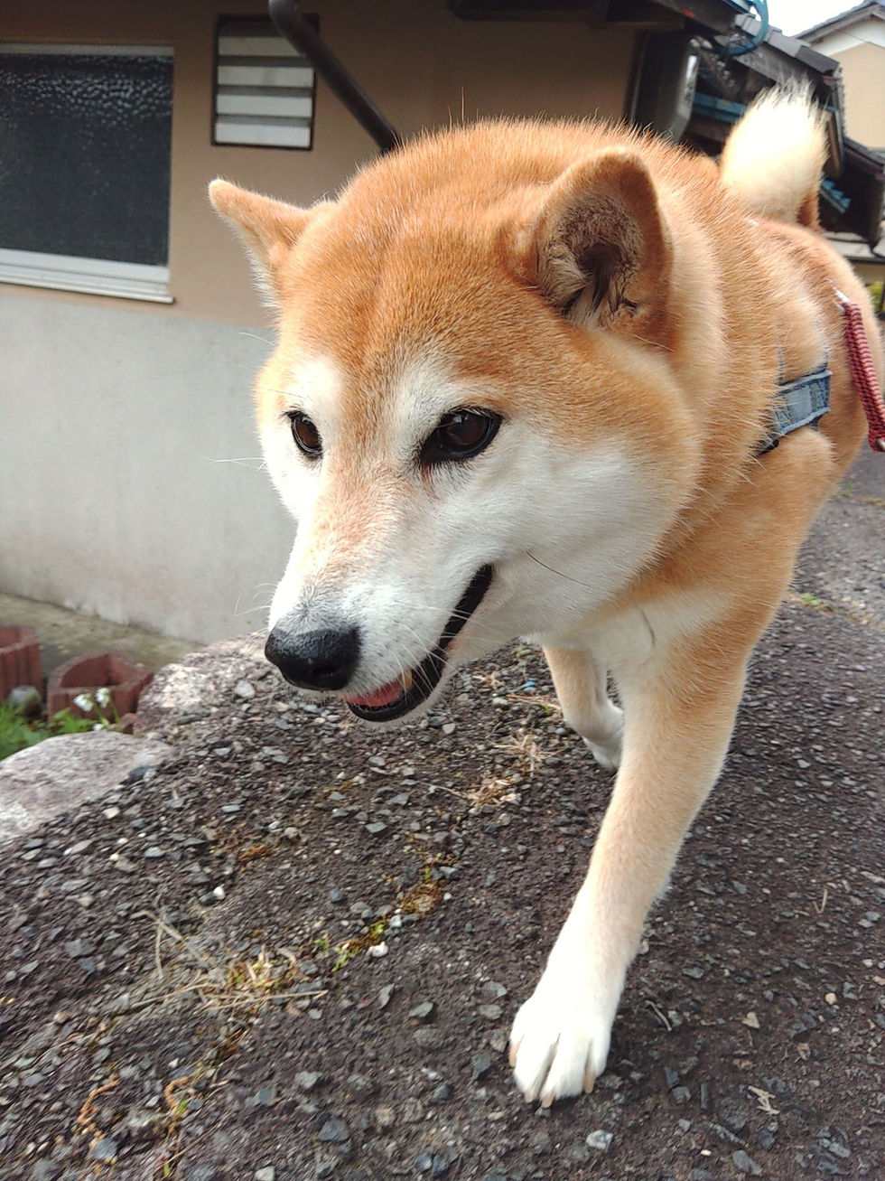 三角関係❓🐕🐈🐈