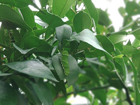 飼い主様とお散歩したいので🐕