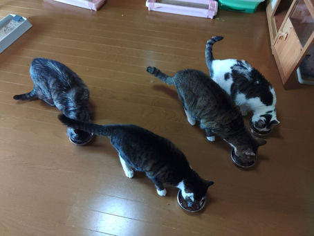 元気に大きくなってたよ🐈