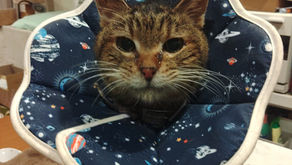 ベテランチームも🐈