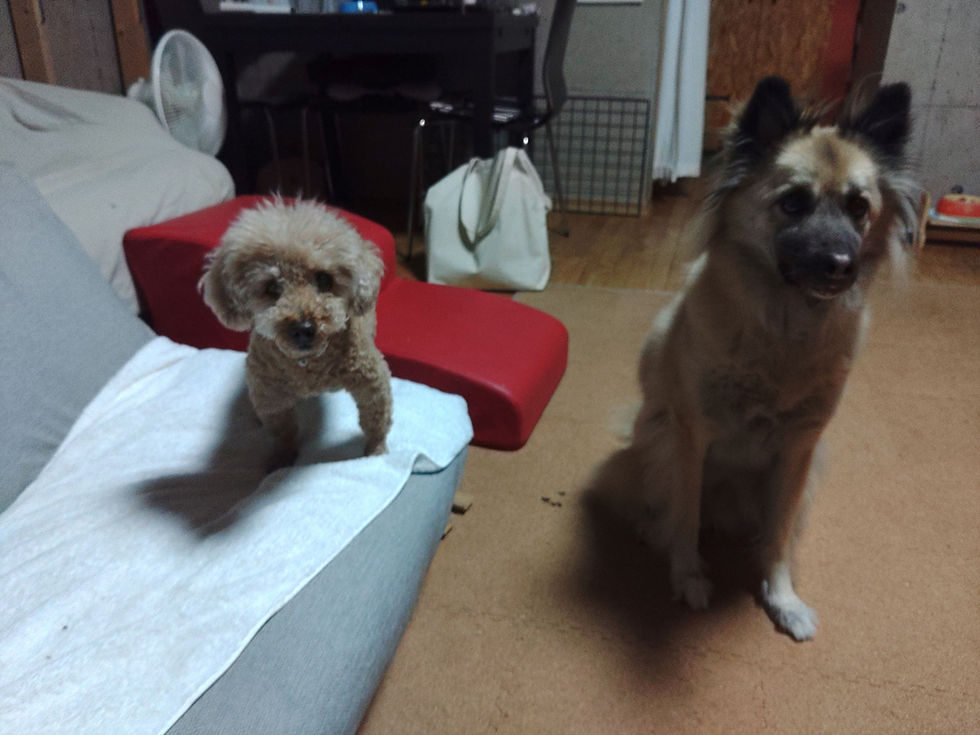 ５頭のはずだけど…🐕🐈
