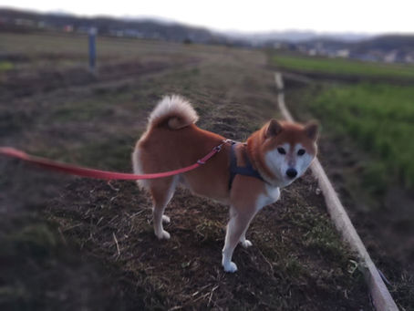 よく会えてるのに🐕🐈🐈