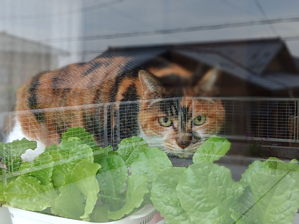 一人(猫)になりました😿