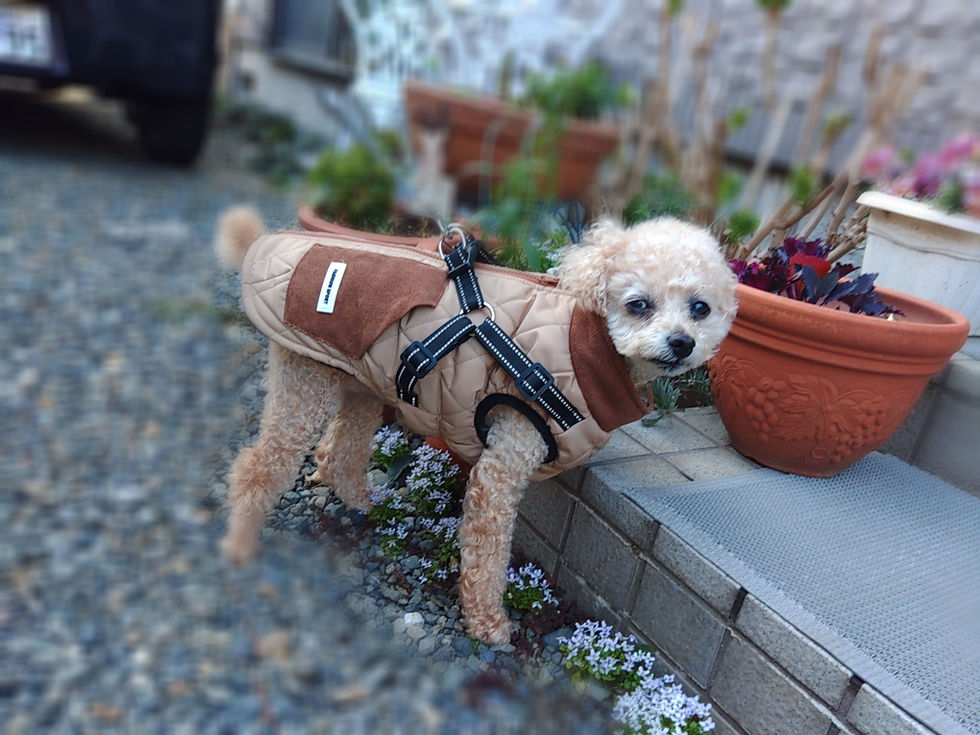 初めましてでお散歩のみご依頼🐕