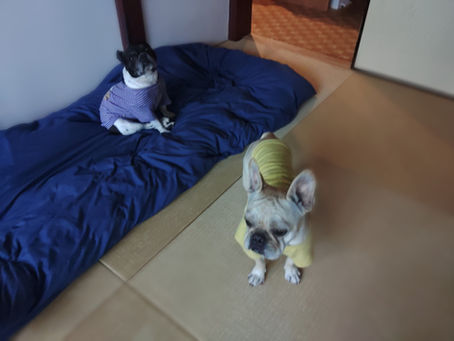 本番も頑張りました🐕🐕