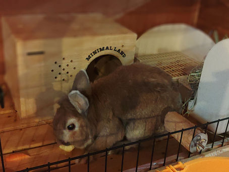 静かなお留守番🐇