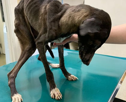 ペットの運命🐕