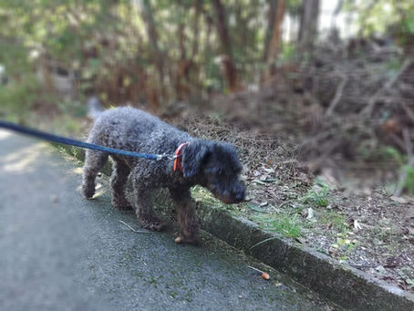 独りお留守番ではないけど🐕🐈