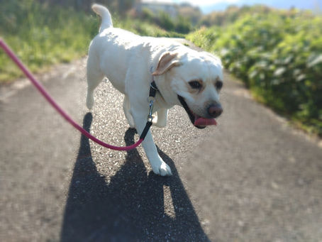 暑かったもんね～🐕