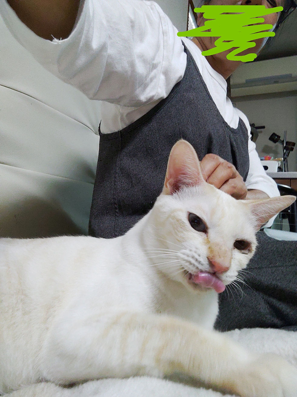 保護されたばかりでした🐈🐈🐈