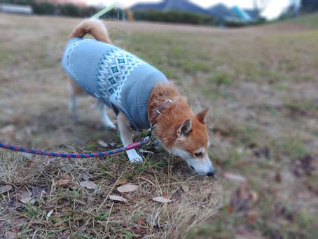 ご家族様と一緒がいいね🐕