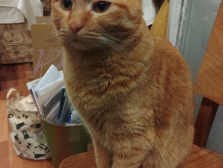 全員紹介できるかな🐈