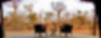 Tent-view.jpg