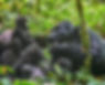 NBGL-Gorilla-5
