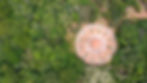 home-nova-mandala_edited.jpg