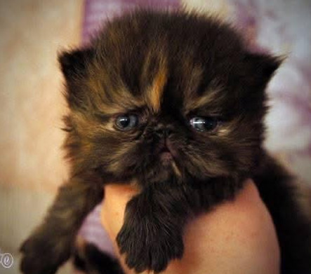 Lox-Nott Dragon Queen of Purrelli - Khalessi .jpeg