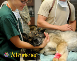 Vet_edited