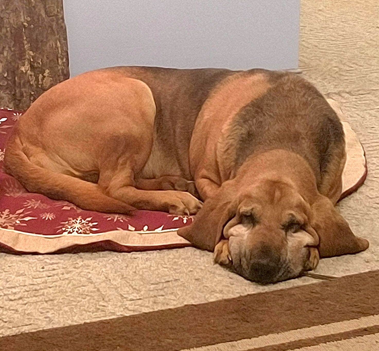 How I Knew It Was Time to Let My Dog Go - The Story of Lady | The