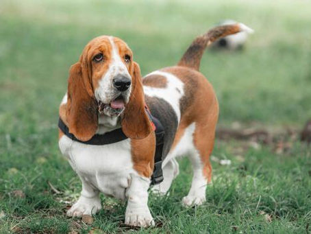 What Burying My Dog Taught Me About Pet Aftercare