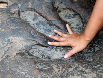 A hand rests in a large dinosaur footprint fossil on textured, brown rock.