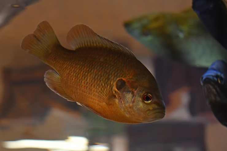 Orange fish swimming in an aquarium with a blurred background.