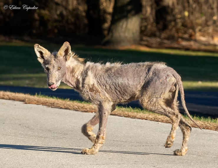 Mangy coyote walking on a sunlit road, tongue out. Background shows trees and grass, with a mix of shadows and sunlight.