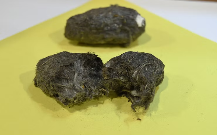 Two dark gray owl pellets on a yellow surface, with one split open to reveal fur and bone fragments inside. Background is minimal.