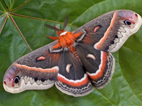 Cecropia moth with intricate patterns rests on a large green leaf. The moth displays orange, white, and black markings, creating a vivid scene.
