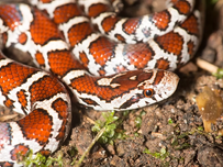 close up of a reddish-brown and white patterned snake coiled on soil with small green plants, highlighting vivid scale patterns. Calm, natural setting.