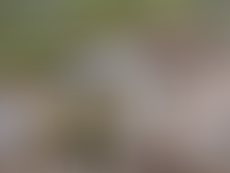 Chipmunk on wood chips, facing the camera. Brown fur with black stripes. Background shows tree bark and greenery, creating a natural setting.